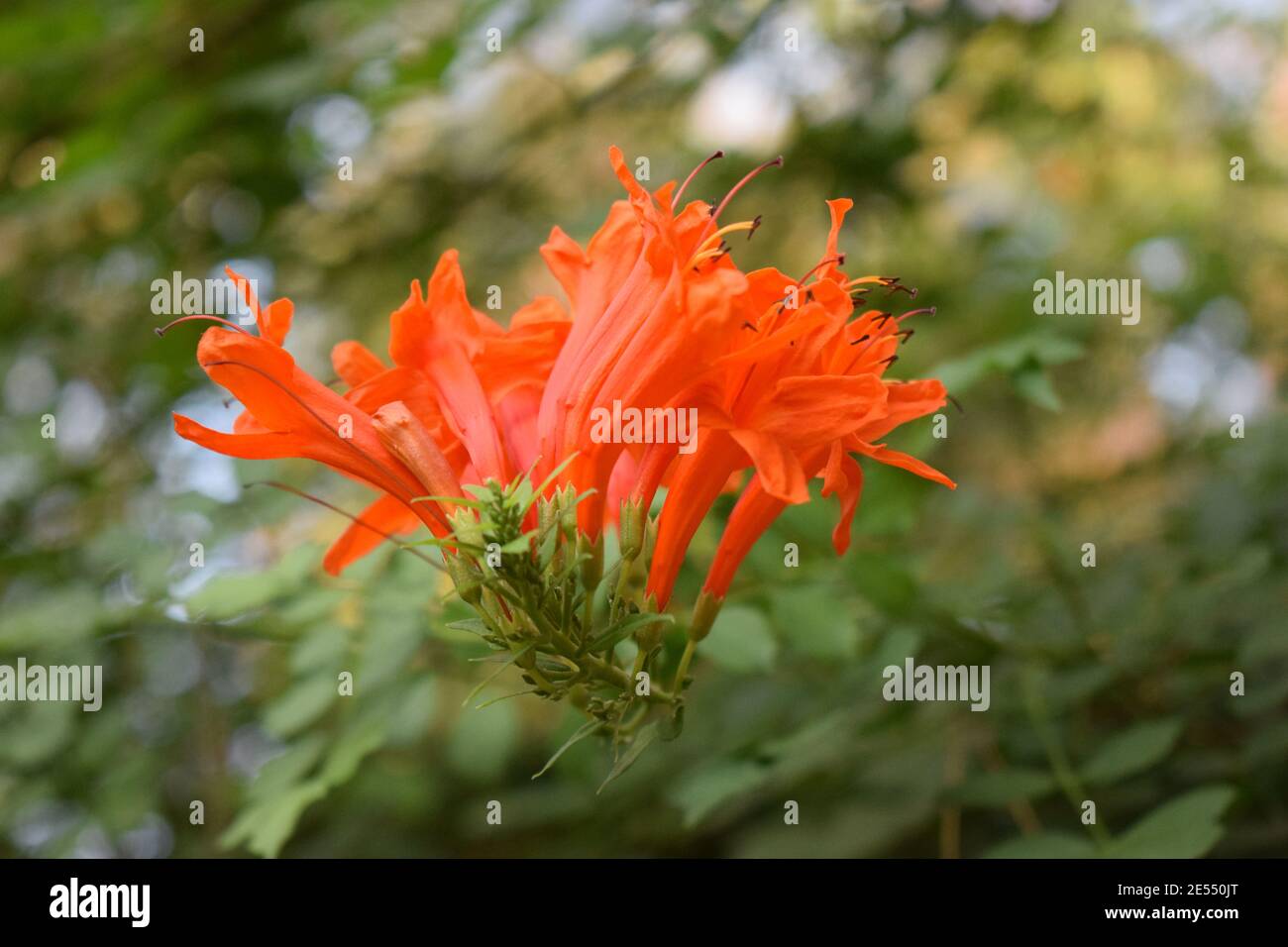 Cianciolo o tecoma capensis con fiori d'arancio. Tecoma capensis (nome comune di Cape honeysuckle) è una specie di pianta fiorente della f Foto Stock