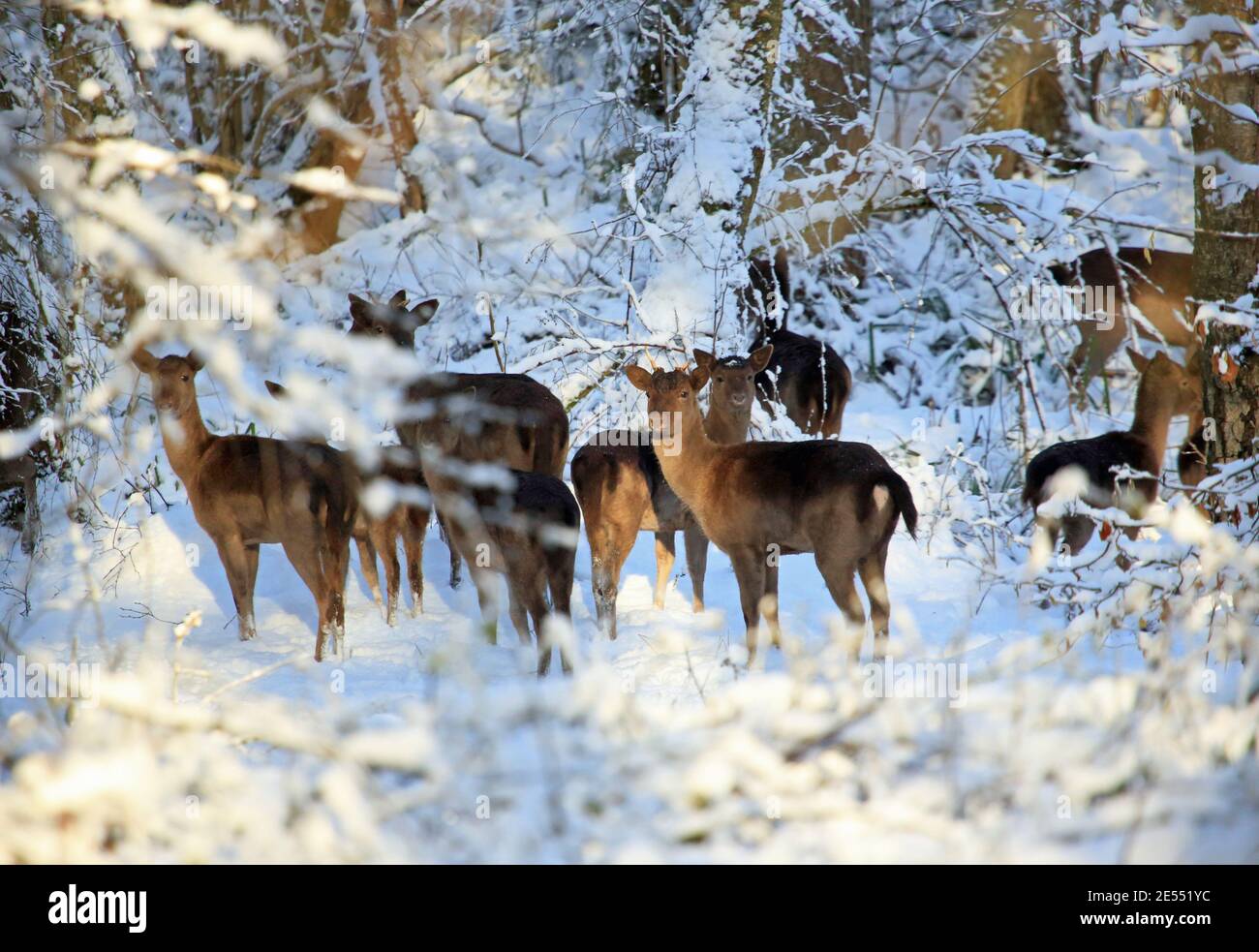 Mandria di Deer nel bosco britannico innevato. Foto Stock