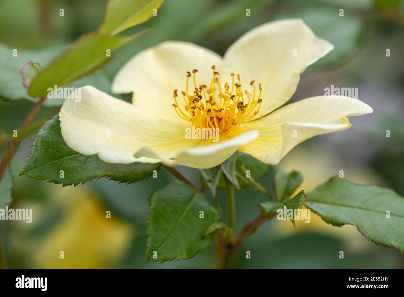 Primo piano di Rosa Tottering-by-Gently un arbusto inglese Rose di David Austin Roses, Inghilterra, Regno Unito Foto Stock