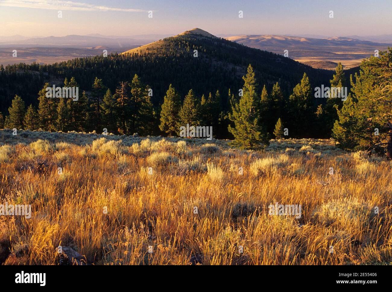 Pino montano vista del vertice, Deschutes National Forest, Oregon Foto Stock