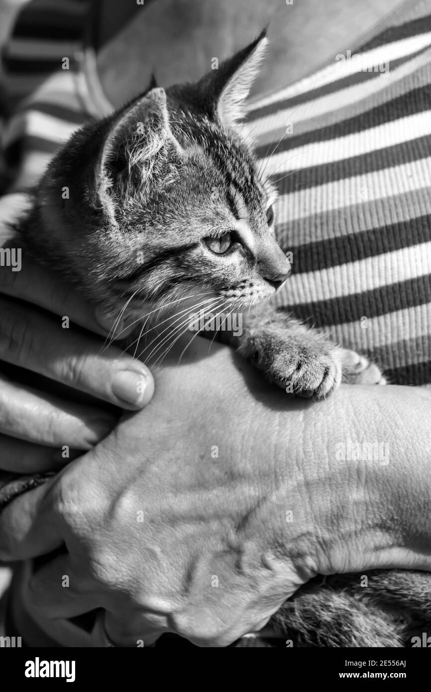 Primo piano di un gattino appena salvato, portato da mani umane Foto Stock