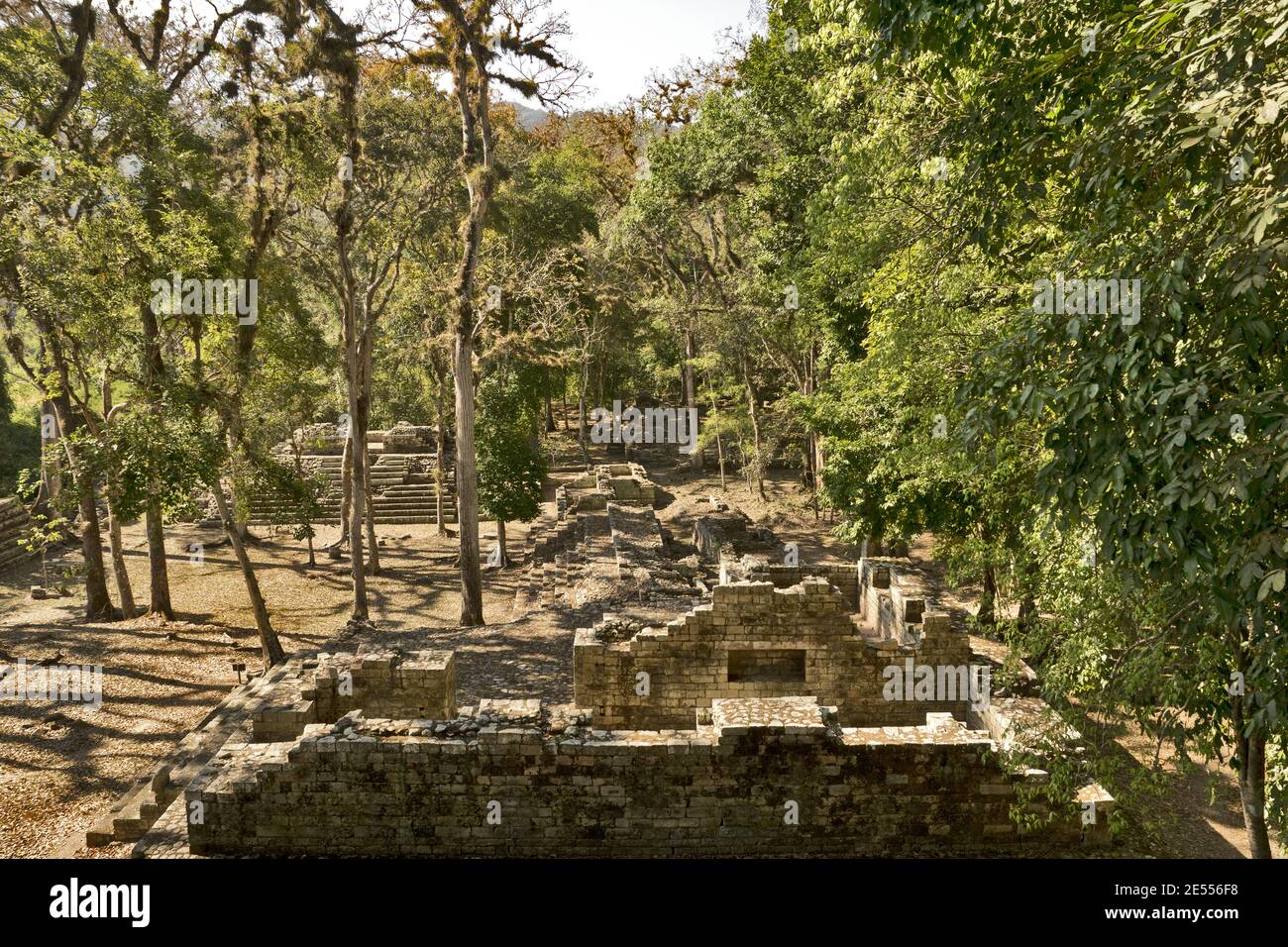 Copan, Honduras, America Centrale: Siti antichi (tempio, piramide) in Copan. Copan è un sito archeologico della civiltà Maya vicino al Guatemala Foto Stock