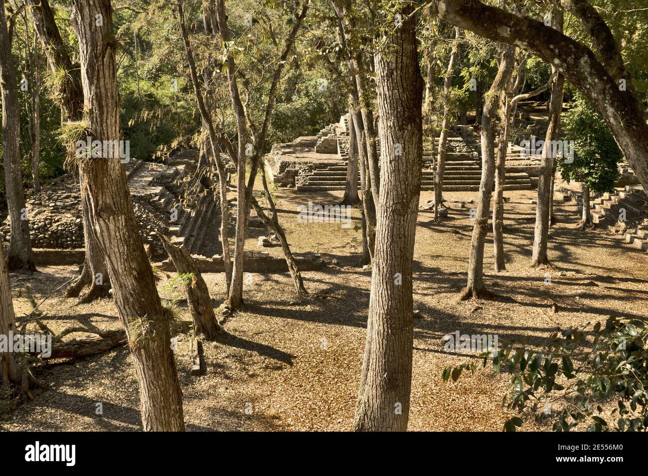 Copan, Honduras, America Centrale: Siti antichi (tempio, piramide) in Copan. Copan è un sito archeologico della civiltà Maya vicino al Guatemala Foto Stock
