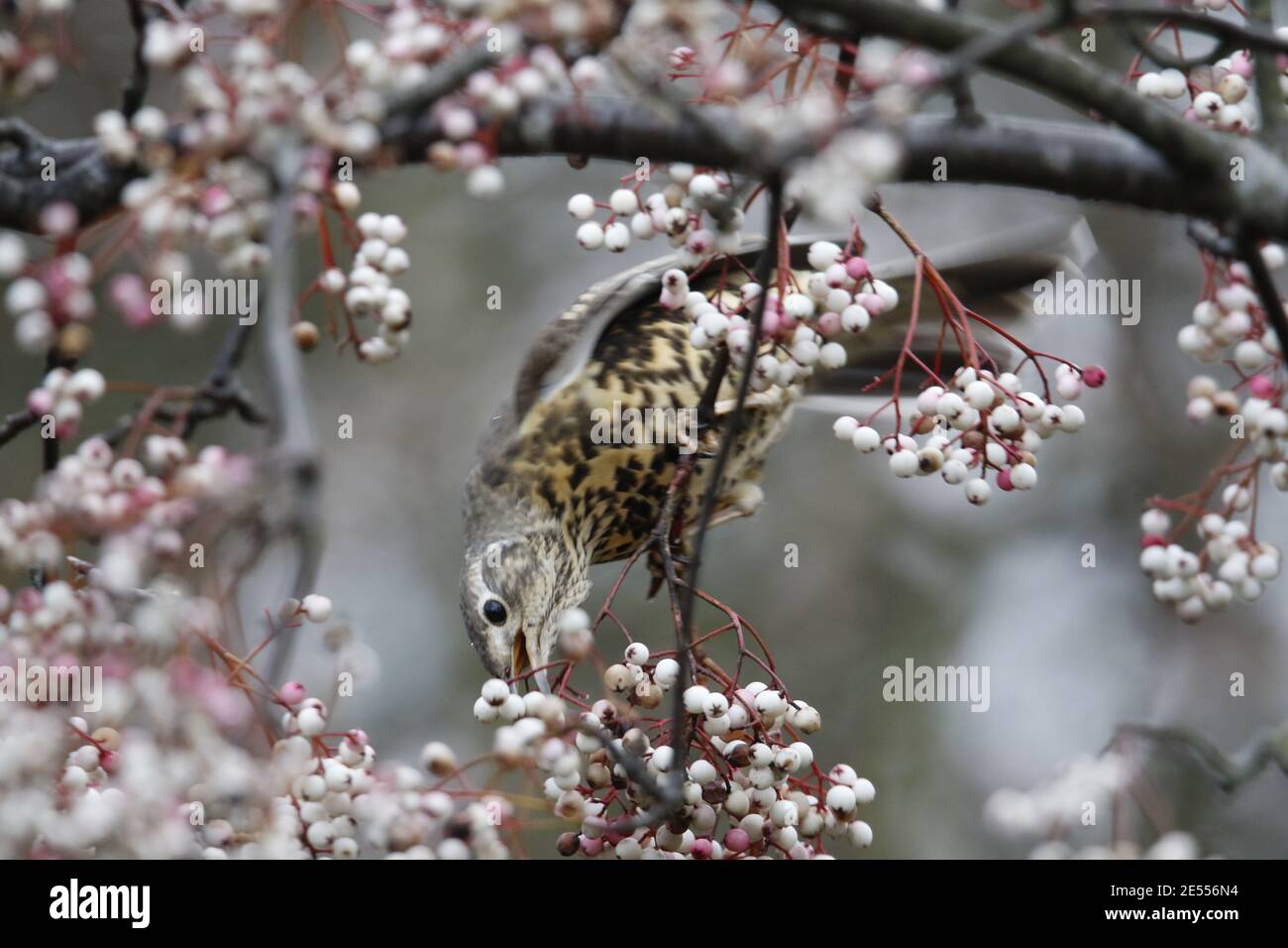 Mistle thrush che si nutre di frutti di bosco invernali Foto Stock