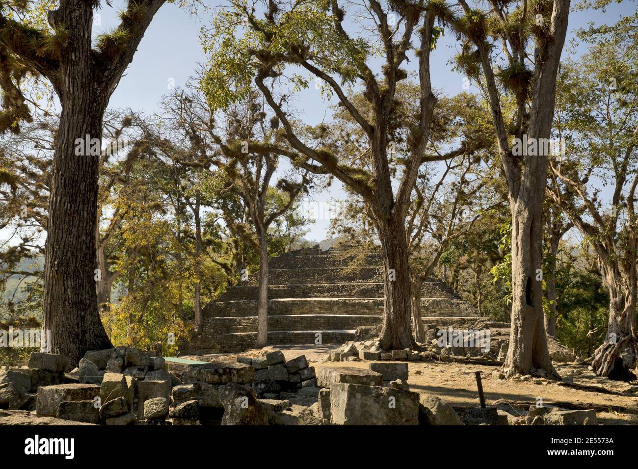 Copan, Honduras, America Centrale: Siti antichi (tempio, piramide) in Copan. Copan è un sito archeologico della civiltà Maya vicino al Guatemala Foto Stock