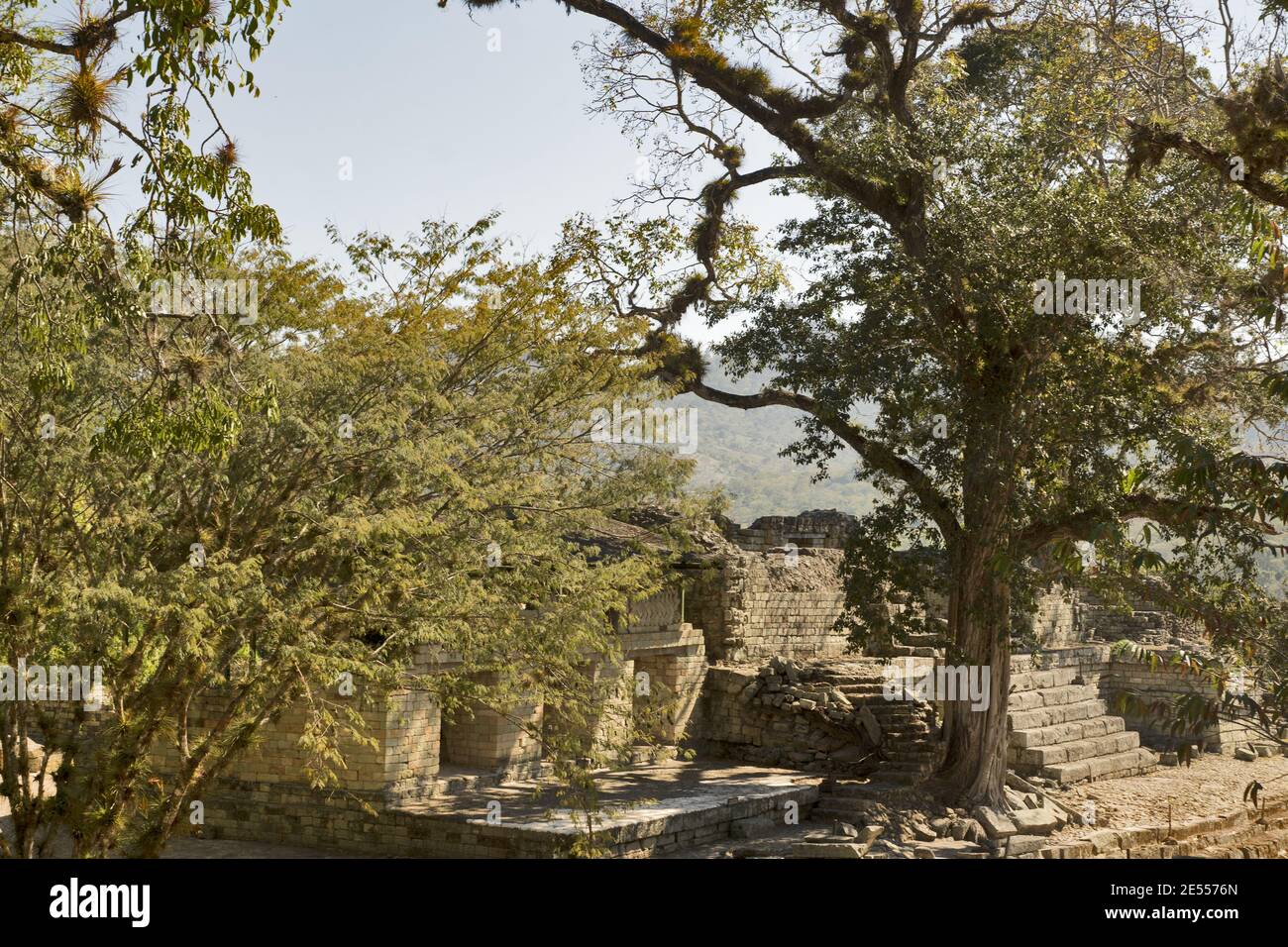 Copan, Honduras, America Centrale: Siti antichi (tempio, piramide) in Copan. Copan è un sito archeologico della civiltà Maya vicino al Guatemala Foto Stock