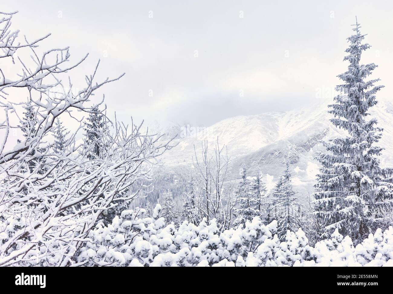 Paesaggio montano invernale con alberi ricoperti di neve, tonalità cromatiche applicate. Foto Stock