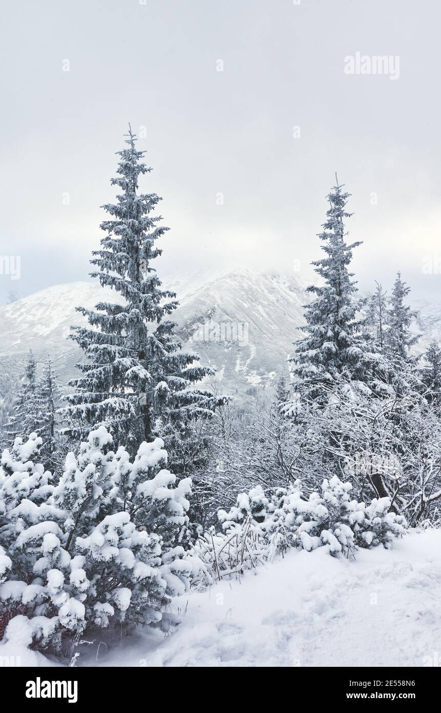 Paesaggio montano invernale con alberi ricoperti di neve, tonalità cromatiche applicate. Foto Stock