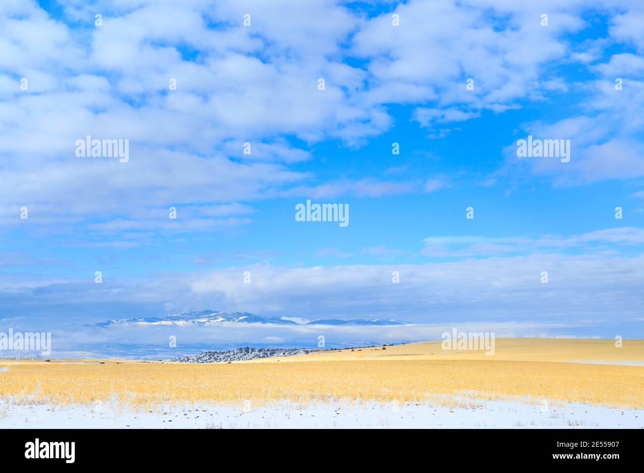 i campi di grano non raccolti hanno lasciato come lotti di cibo della fauna selvatica in inverno vicino a townsend, montana, con le montagne di elkhorn in lontananza Foto Stock