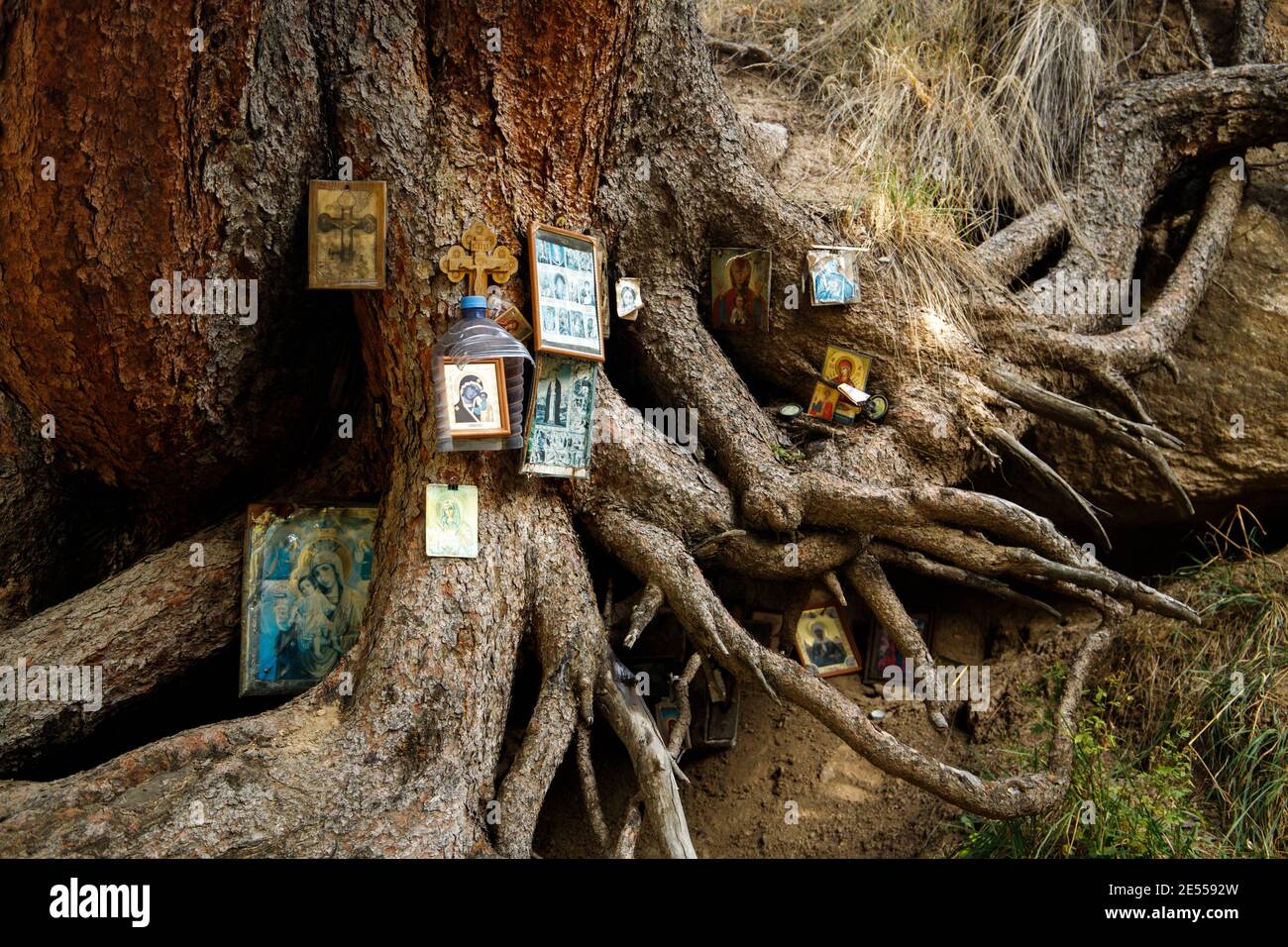 Almaty, Qazaqstan - Oktober, 02, 2020: Icone ortodosse sono appese alle radici di un antico albero all'ingresso di un eremo in rovina nelle montagne dell'Almatia Foto Stock