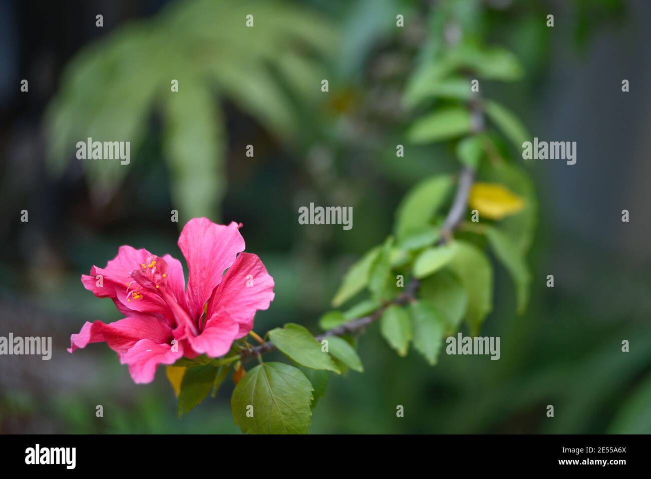 Hibiscus rosa-sinensis, detto anche hibiscus cinese, rosa cinese, hibiscus hawaiano, mallow di rosa e pianta di sciarro Foto Stock