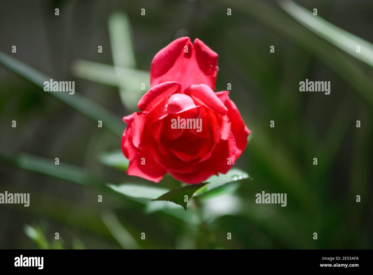 Red Rose in un giardino della casa Foto Stock