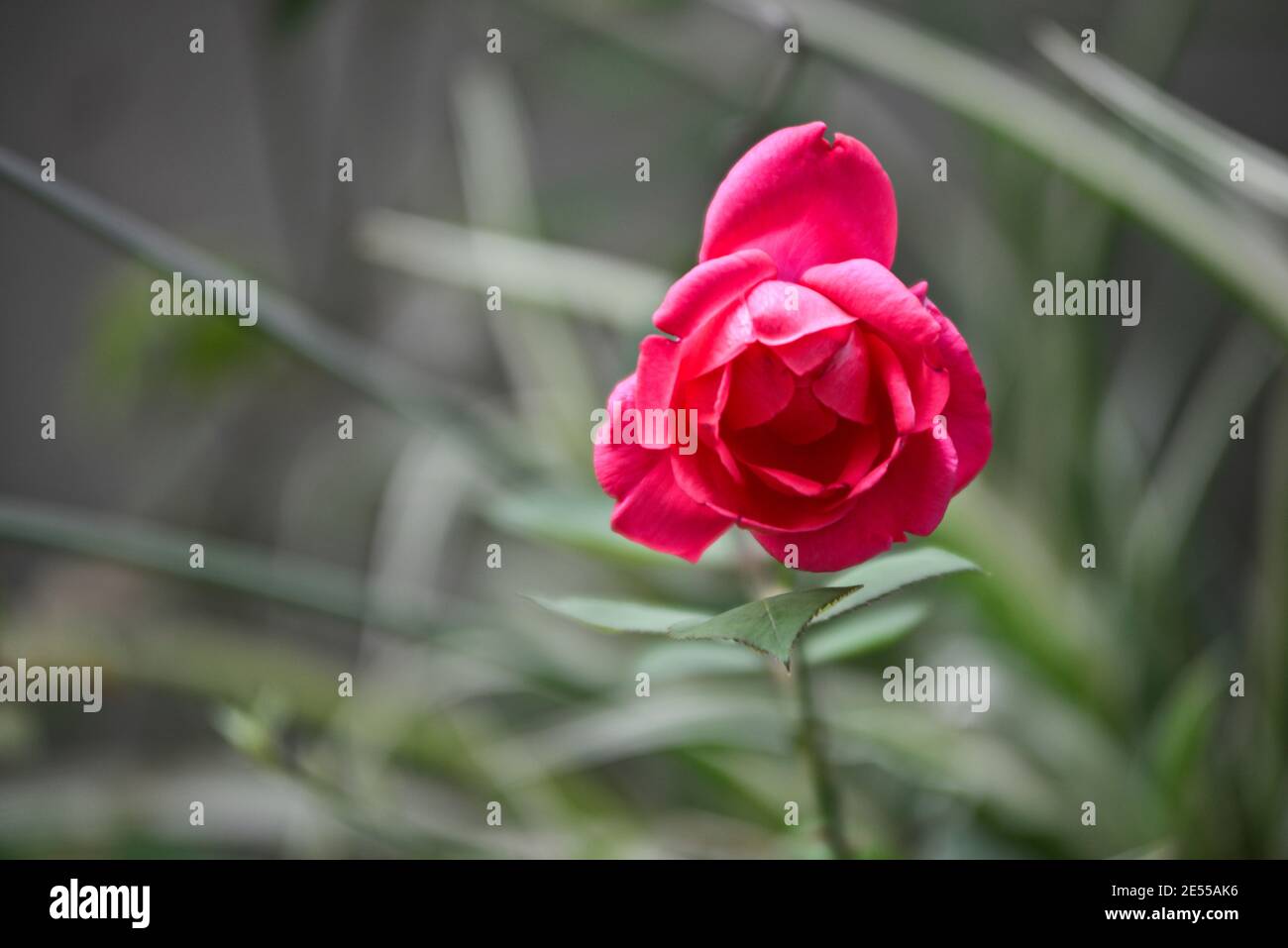 Red Rose in un giardino della casa Foto Stock