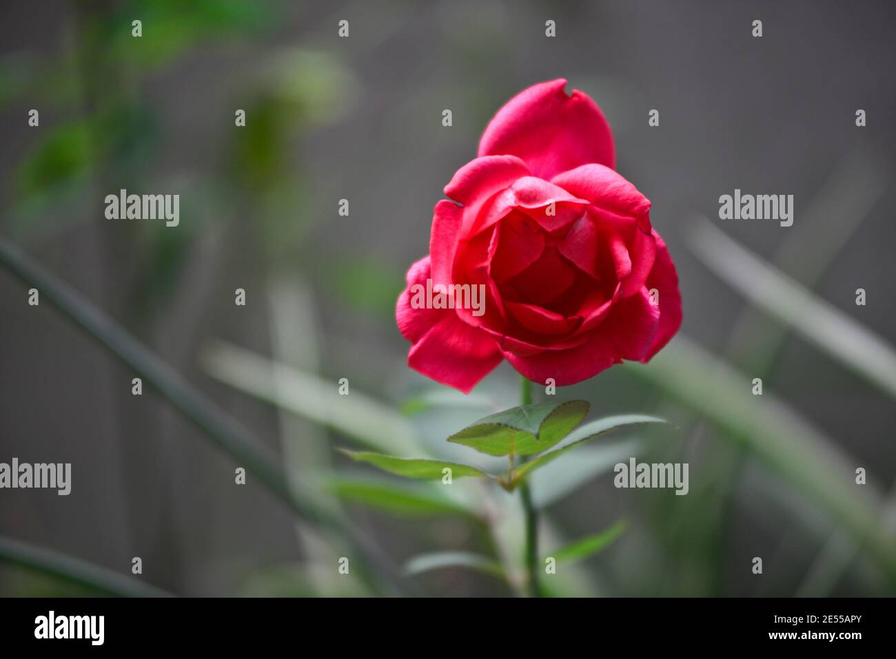 Red Rose in un giardino della casa Foto Stock