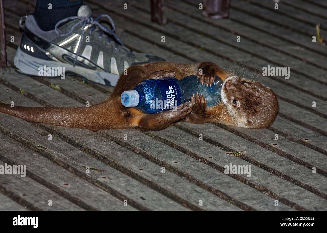 Baby lontra di fiume, 2 mesi di età, fauna marina, animale, carino, gioco,  bottiglia d'acqua di plastica, ponte di legno, America del Sud, Amazon  Tropical Rainforest, EC Foto stock - Alamy