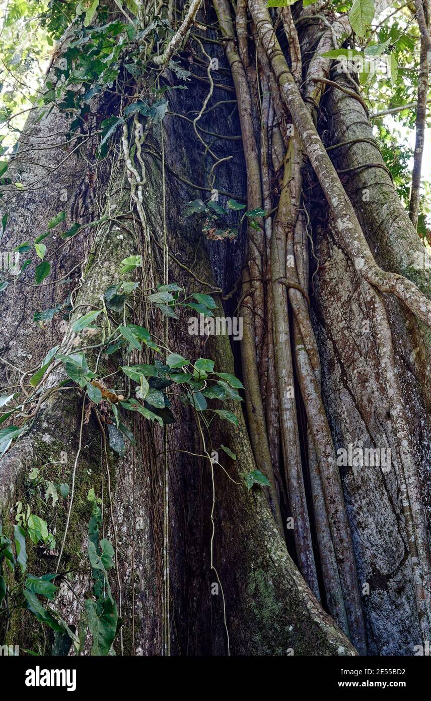 Contrafforti di alberi, primo piano, sottili radici di sinker, vite frondosa, natura, giungla; America del Sud, foresta pluviale tropicale amazzonica, Ecuador Foto Stock