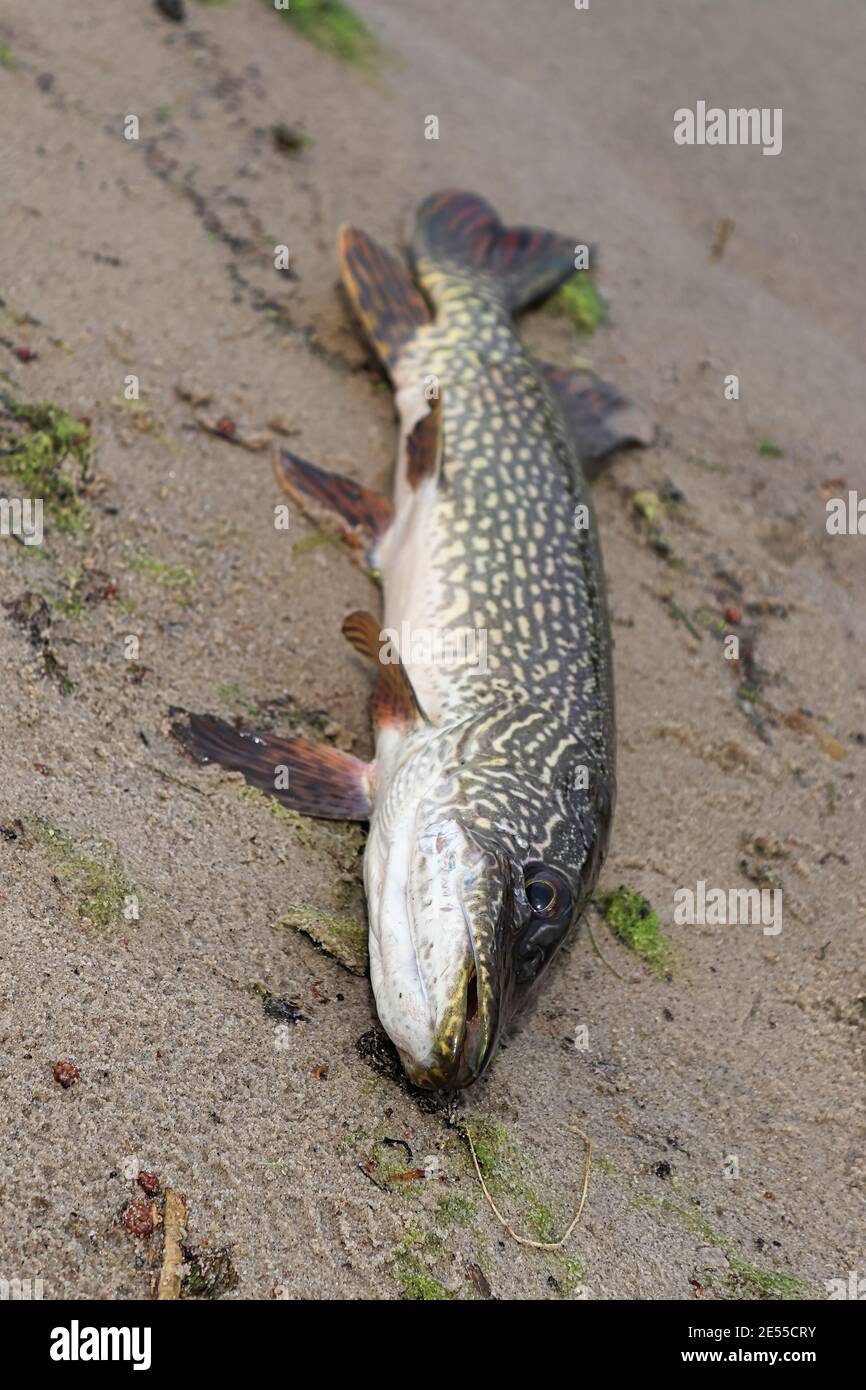 Un luccio settentrionale pesca sulla riva dopo essere stato catturato Foto Stock