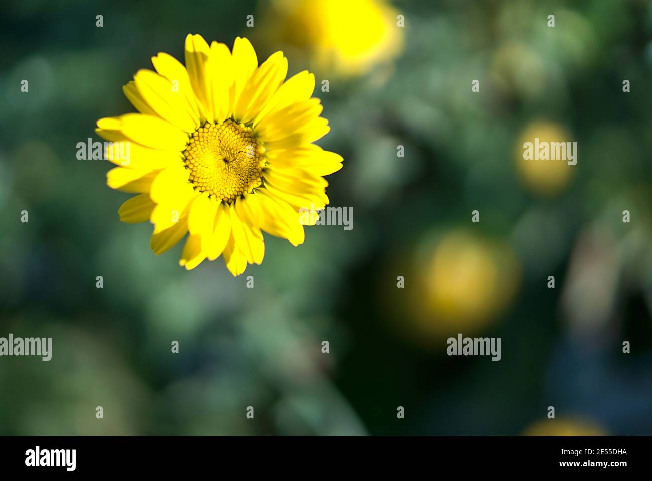 Incredibile vista autunnale giallo brillante crisantemi fiore simbolo di amore trascurato o dolore. Visto a Marlay Park, Dublino, Irlanda. Giallo e verde Foto Stock
