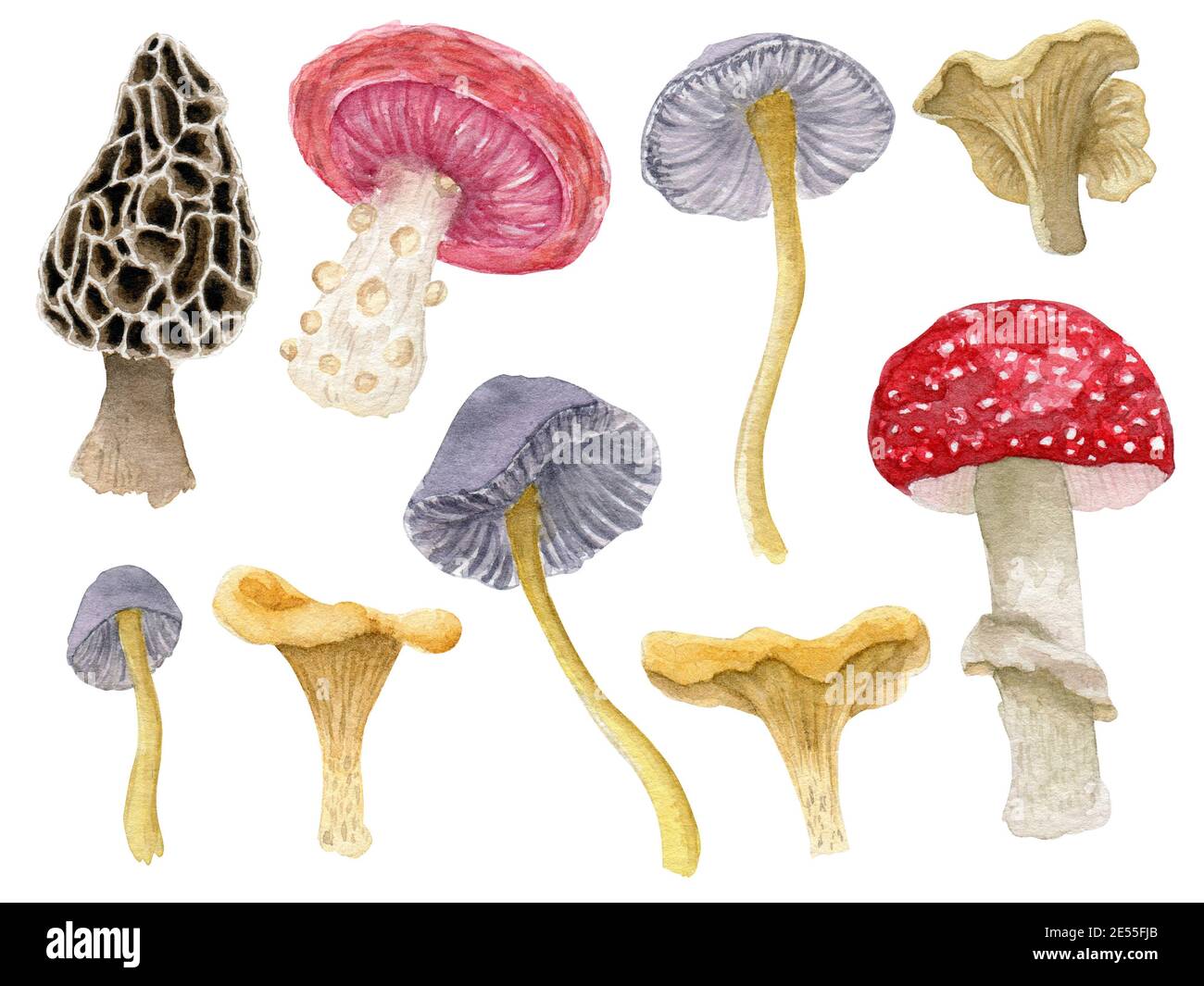 Set di funghi forestali diversi, acquerelli, colorati e luminosi Foto Stock