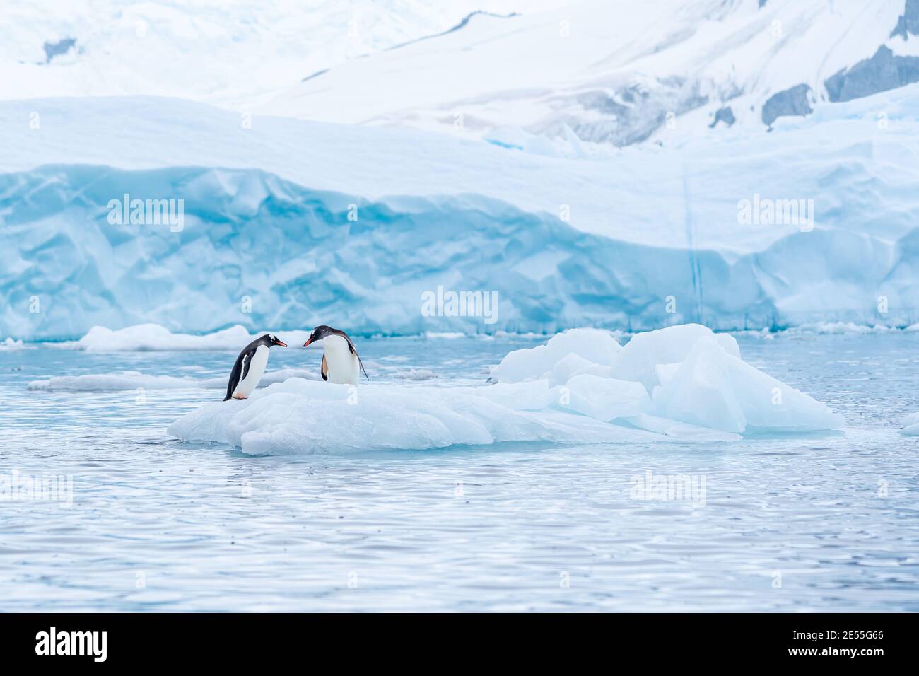 Una coppia di pinguini gentoo condivide un momento d'amore tenero Su una pista di ghiaccio nella Penisola Antartica Foto Stock