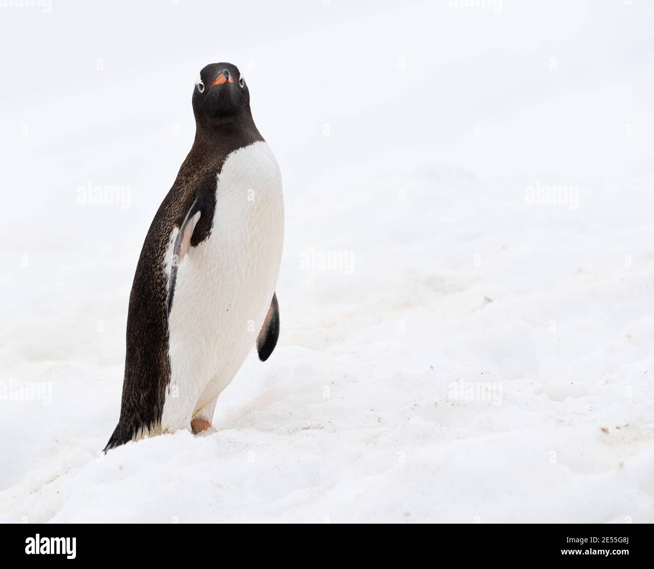 Ritratto di un pinguino gentoo nella penisola antartica Foto Stock