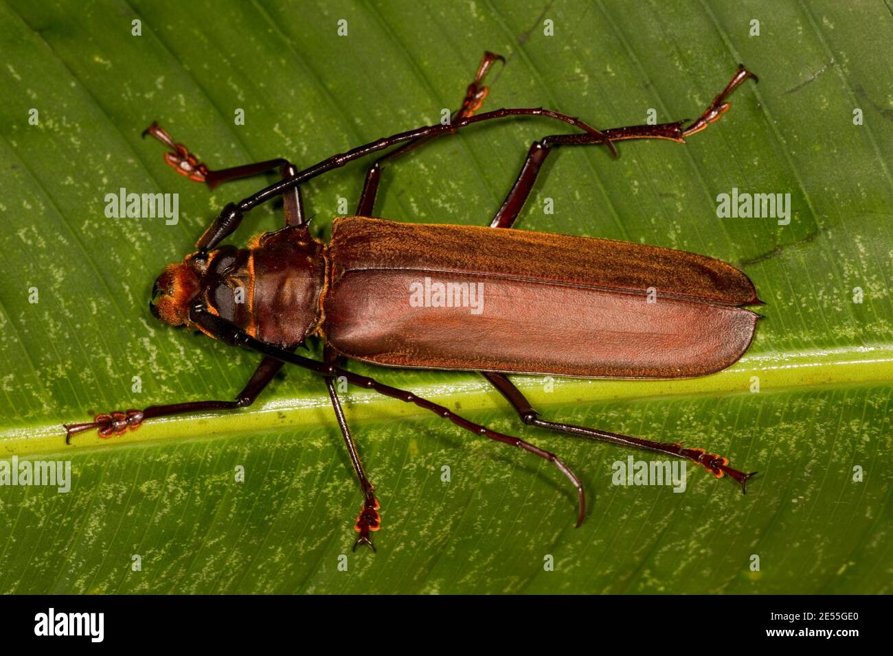 Beetle a corna lunga non identificato, Cerambycidae. Lunghezza 67 mm. Foto Stock