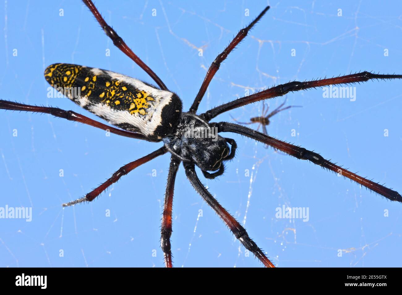 Rosso zampe dorate orb tessitore ragno femmina - Nephila inaurata madagascariensis, riposante sul suo nido, cielo blu chiaro sfondo, closeup macro dettaglio Foto Stock