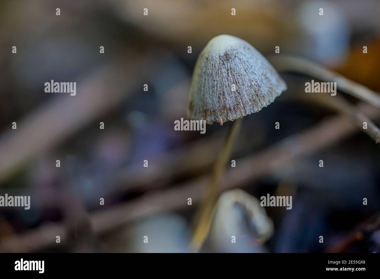 Funghi con tappi bianchi Foto Stock