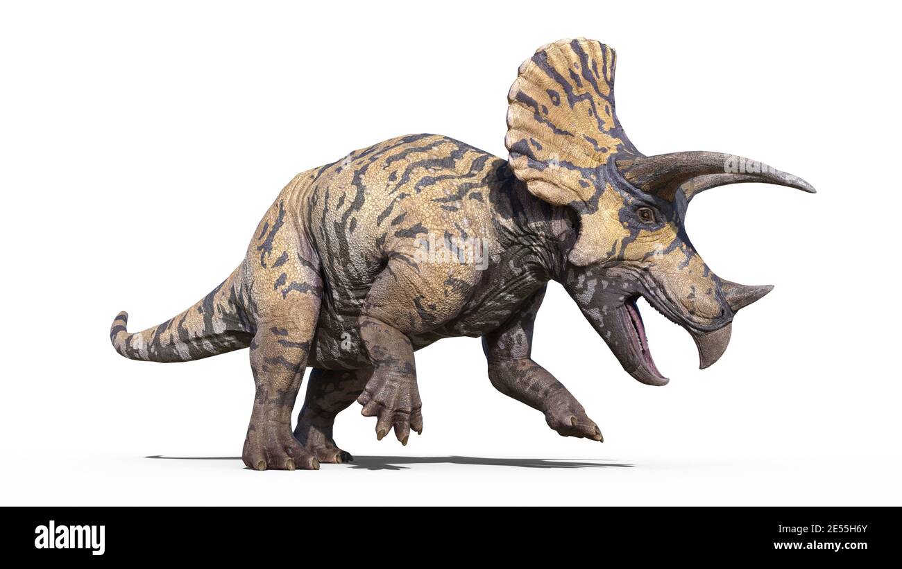 Triceratops, dinnosaur rettile stomping, preistorico Jurassic animale isolato su sfondo bianco, illustrazione 3D Foto Stock