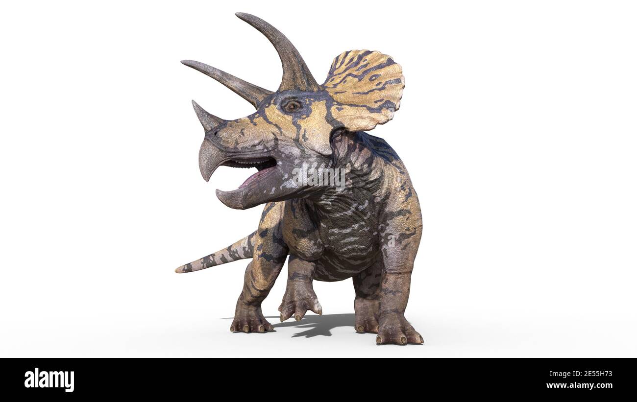 Triceratops, rettile di dinosauro, animale preistorico Jurassic che ruggita su sfondo bianco, vista frontale, illustrazione 3D Foto Stock