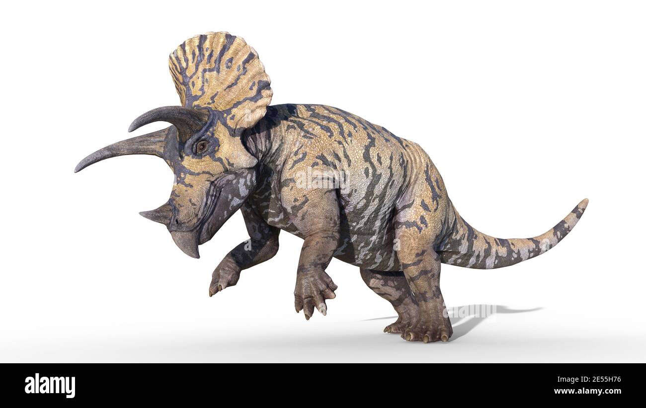 Triceratops, pancing dei rettili dei dinosauri, animale preistorico Jurassic isolato su sfondo bianco, illustrazione 3D Foto Stock