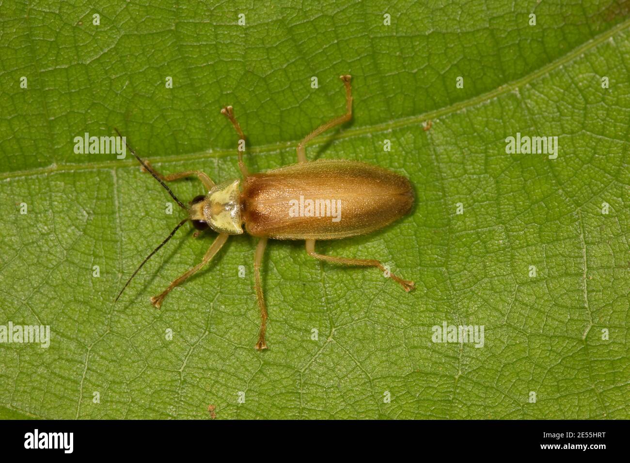 Beetle Firefly non identificato, Photuris sp., Lampyridae. Lunghezza 12 mm. Foto Stock