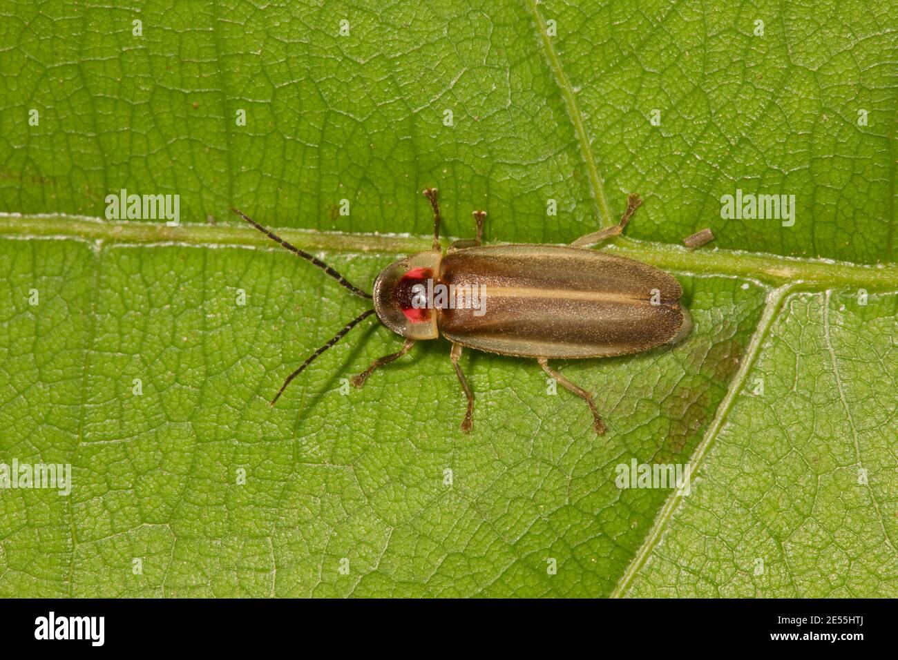 Beetle Firefly non identificato, Photinus sp., Lampyridae. Lunghezza 11 mm. Foto Stock