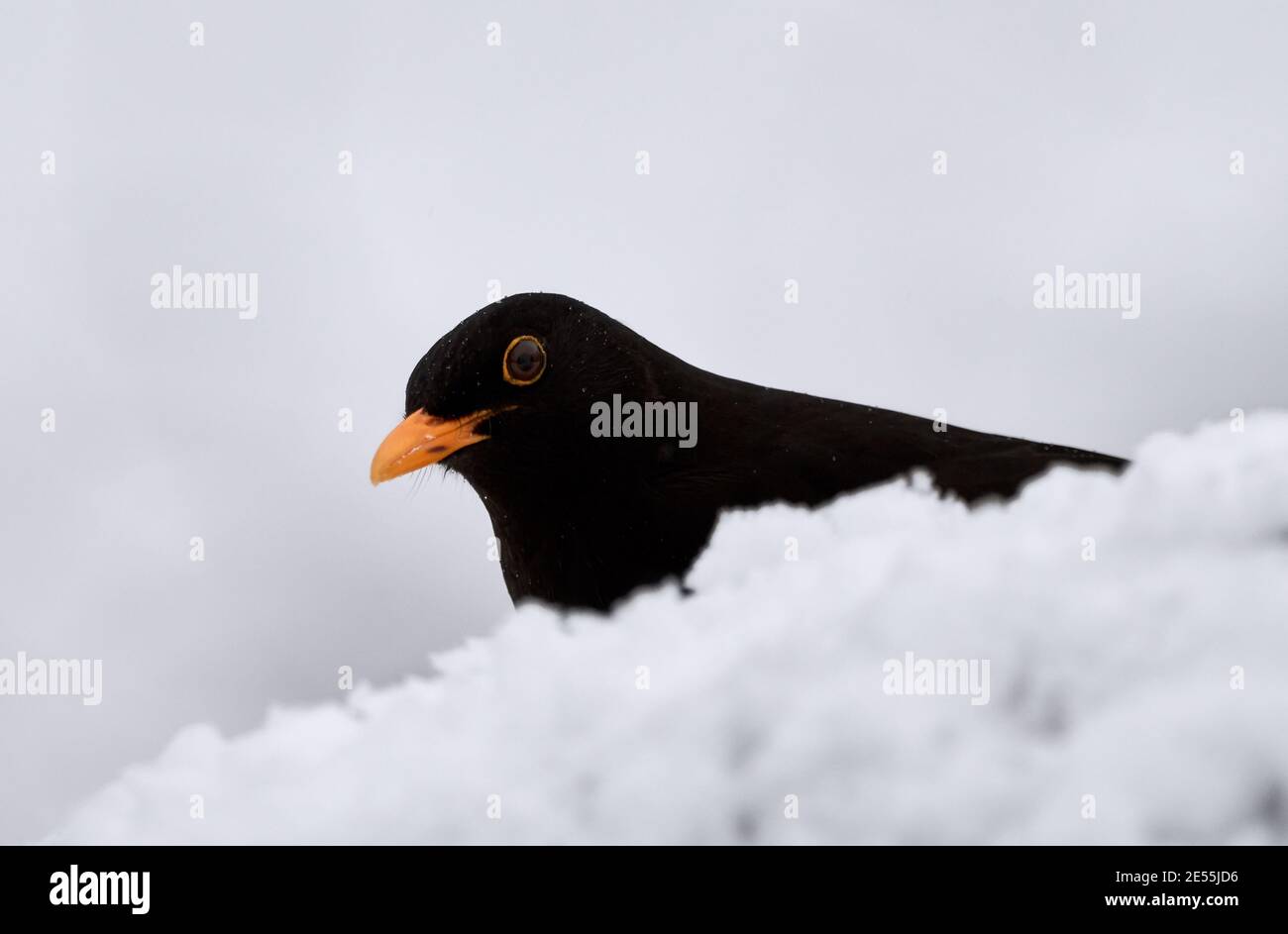 Blackbird (Turdus merula) in inverno nascosto dietro un mucchio di neve in habitat freddo. Foto Stock