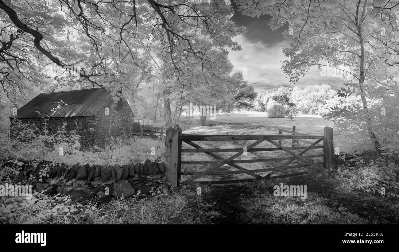 Un prato a Swhland Woods nel Leicestershire. Foto Stock