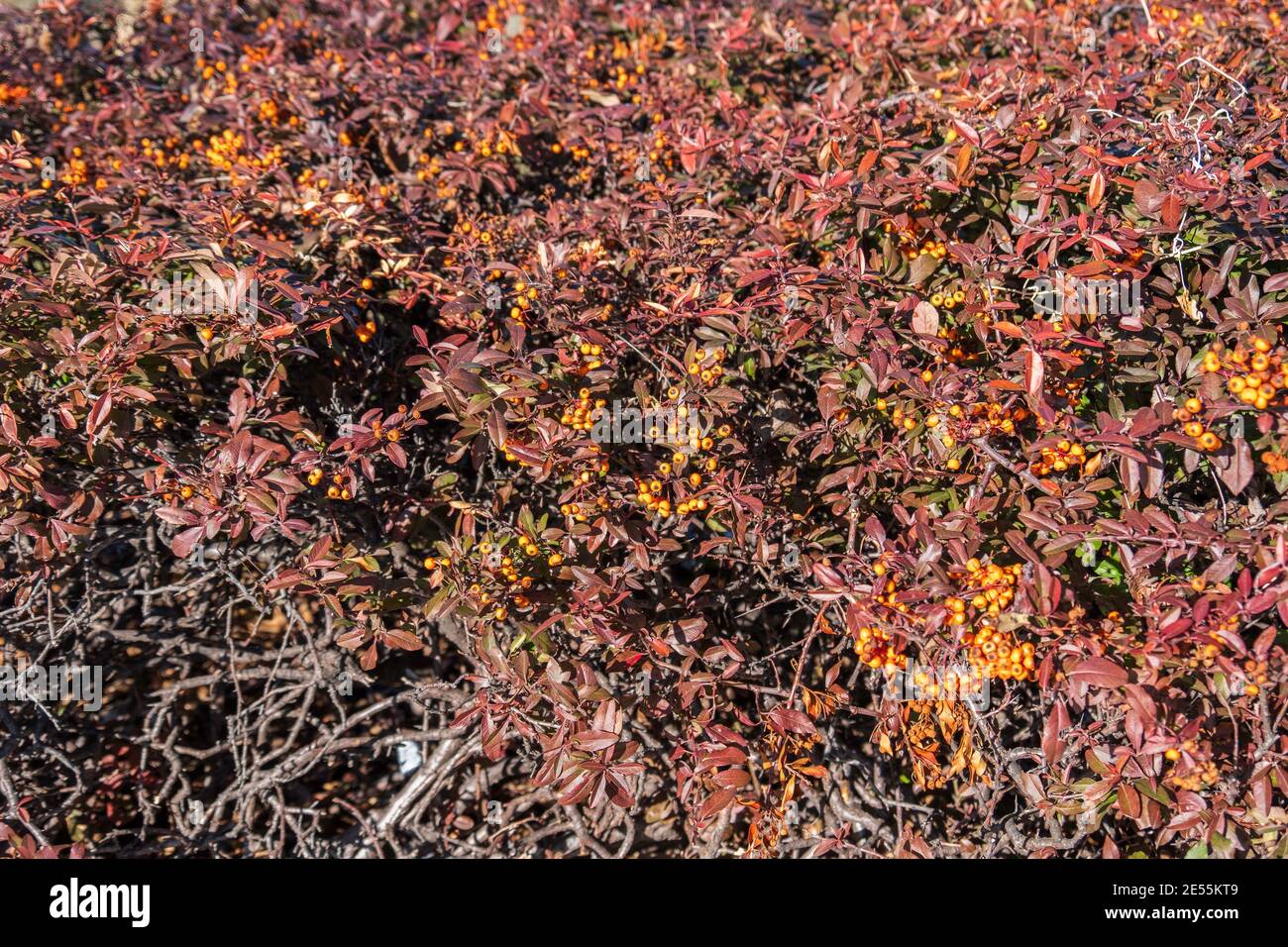 Arbusto, piracantha coccinea mostrando foglie di bronzo invernale e bacche giallo-arancio. Kansas, Stati Uniti. Foto Stock