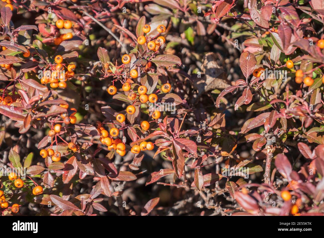 Arbusto, piracantha coccinea mostrando foglie di bronzo invernale e bacche giallo-arancio. Kansas, Stati Uniti. Foto Stock