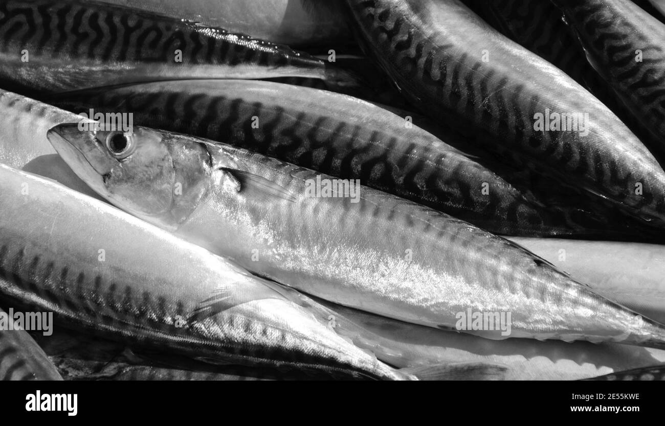 Pescato fresco di sgombro in contenitore di styrofoam. Primo piano. Un gioco di luce e ombra. Foto in bianco e nero. Foto Stock