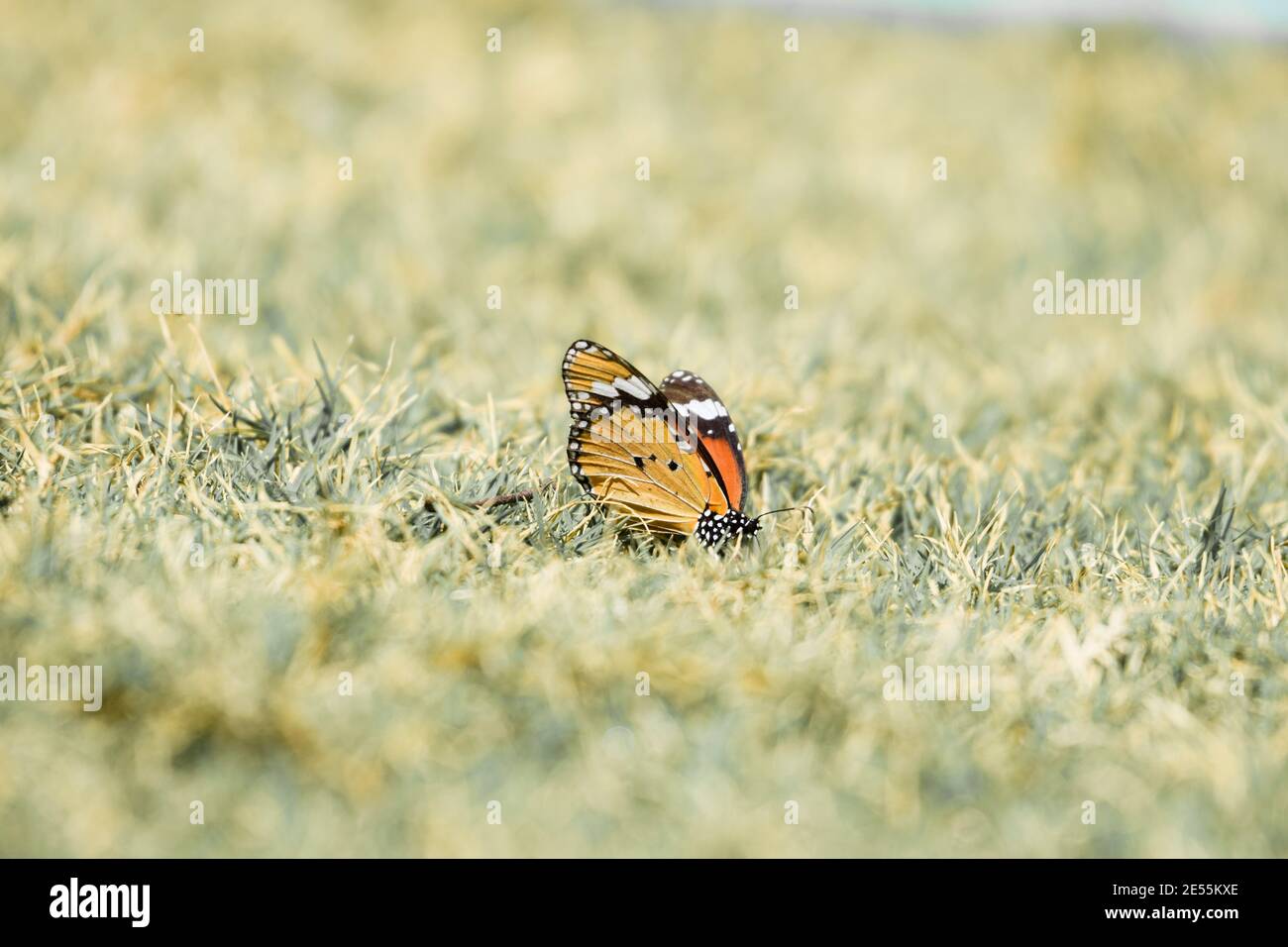 La farfalla tigre piana, conosciuta anche come monarca africano, è una farfalla di medie dimensioni diffusa in Asia, Africa e Australia. Il nome scientifico è Danaus chry Foto Stock