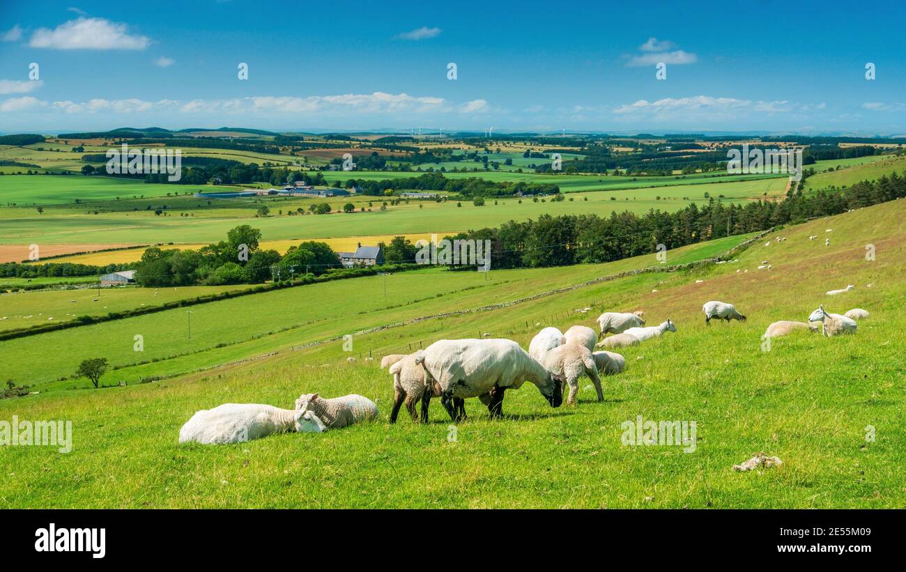 Pascolo delle pecore sul bordo delle colline Cheviot. Foto Stock