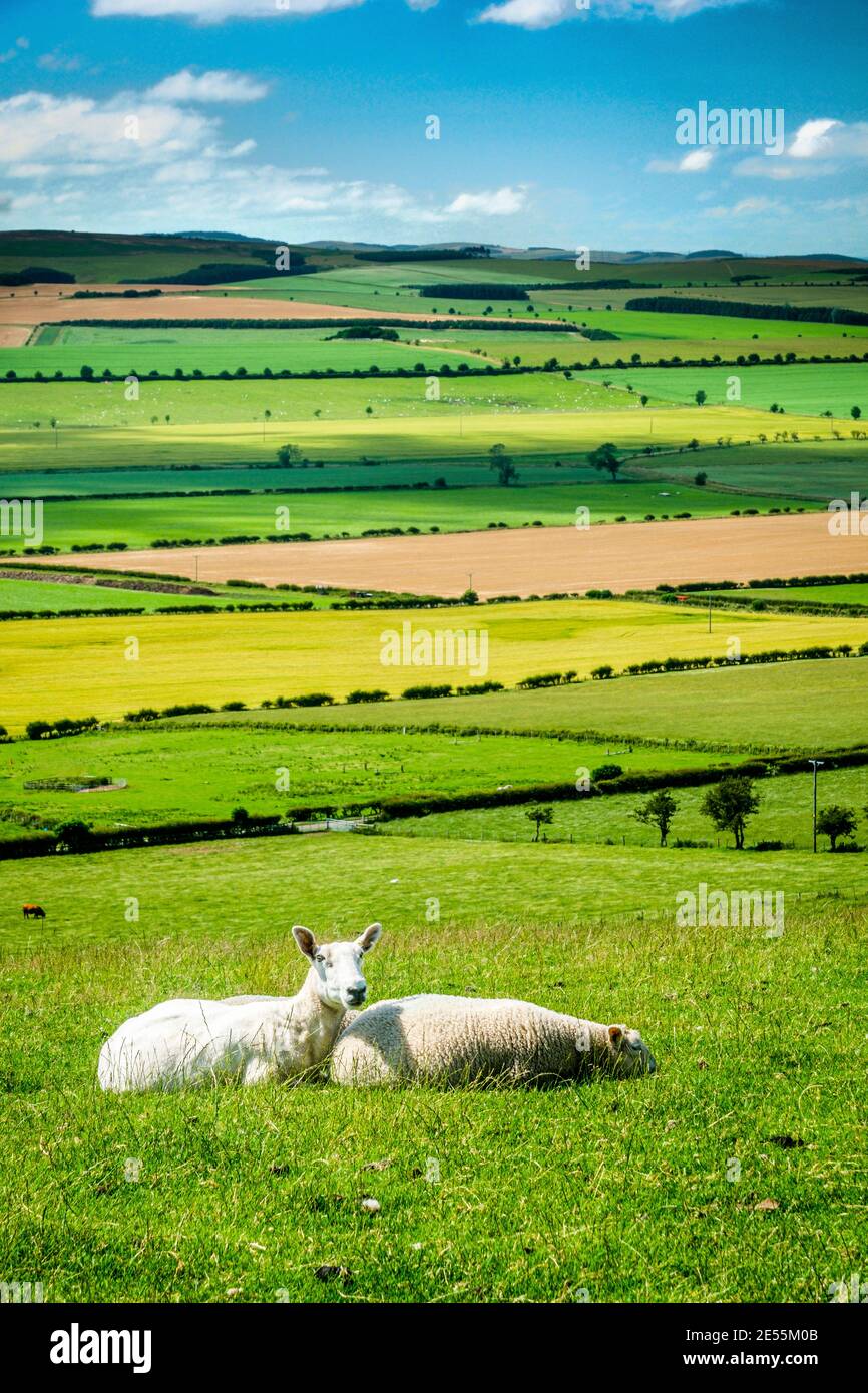 Pecore che riposano nell'erba sopra un mosaico di campi. Foto Stock