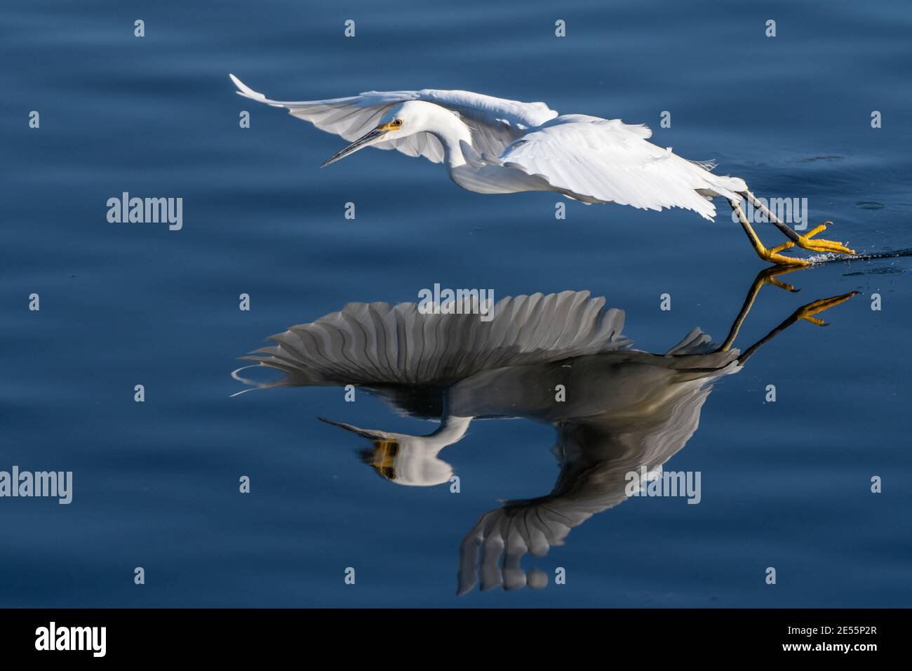 Aggraziato e bello Snowy White Egret uccello e il suo riflesso nello stagno, ha spalmato le ali durante la salita. Foto Stock Aggraziato e bello Snowy White Egret uccello e il suo riflesso nello stagno, ha spalmato le ali durante la salita. Foto Stock