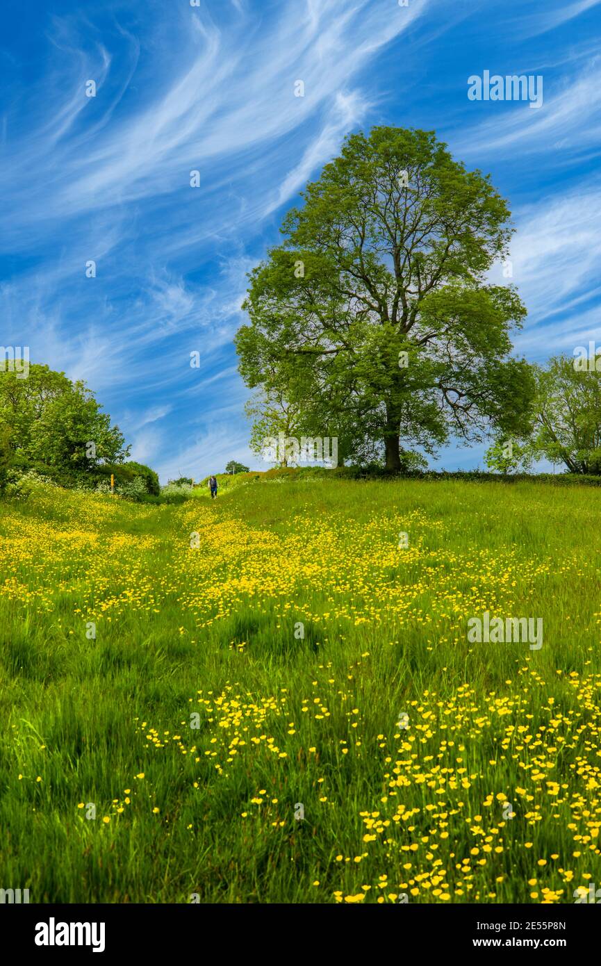Un buttercup prato in giugno. Foto Stock