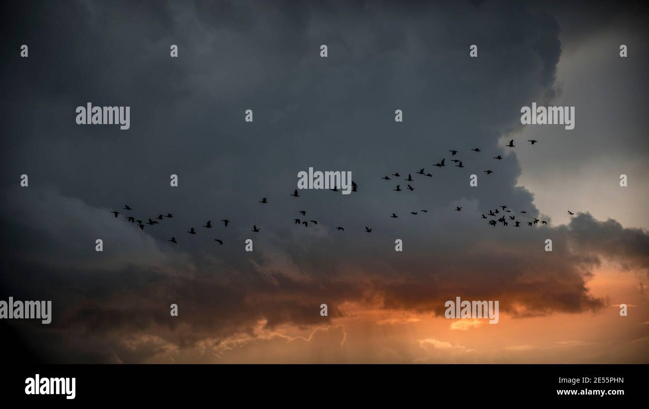 Una formazione di oche sulla costa del Norfolk in un tramonto tempestoso. Foto Stock