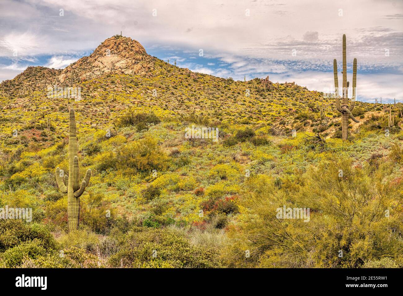 Una vista del deserto di sonora vicino Phoenix, Arizona. Foto Stock