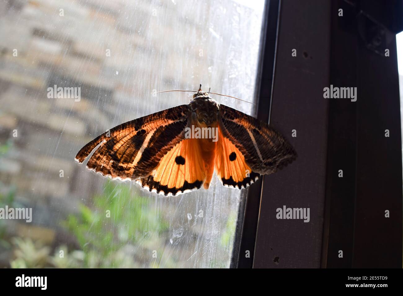 Eudocima materna farfalla indiana , Eudocima apta farfalla di falma arancione. Farfalla notturna arancione con strisce nere e puntini e patte bianco Foto Stock