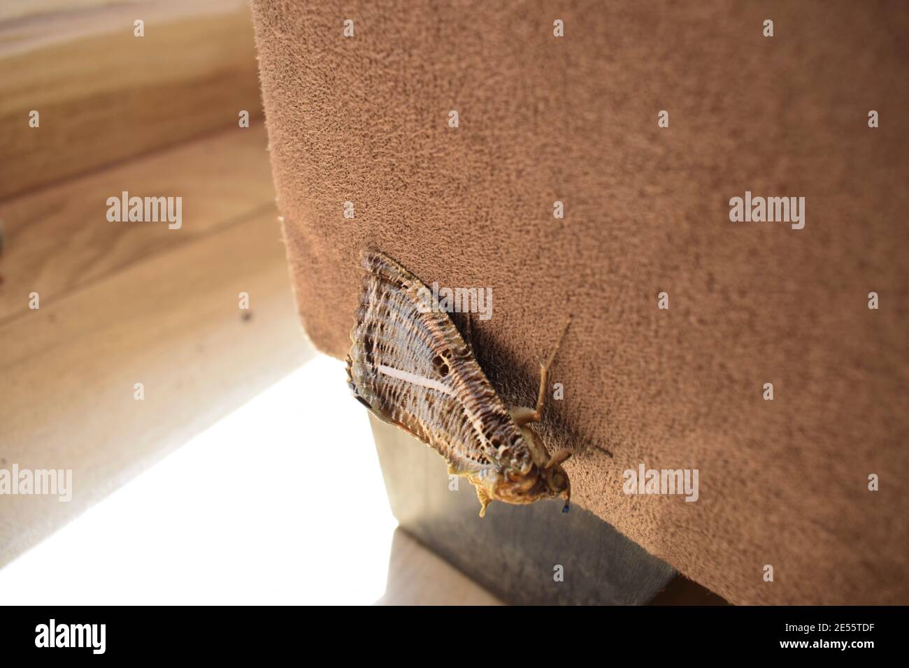 Eudocima materna farfalla indiana , Eudocima apta farfalla di falma arancione. Farfalla notturna arancione con strisce nere e puntini e patte bianco Foto Stock