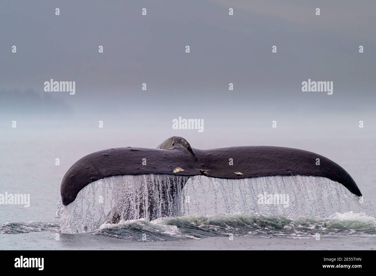 La megattere (Megaptera novaaaaeangliae) chiamò Domino sollevando la sua coda-fluke prima di andare per un'immersione più profonda, in una giornata piovosa al largo di Malcolm Island vicino Th Foto Stock