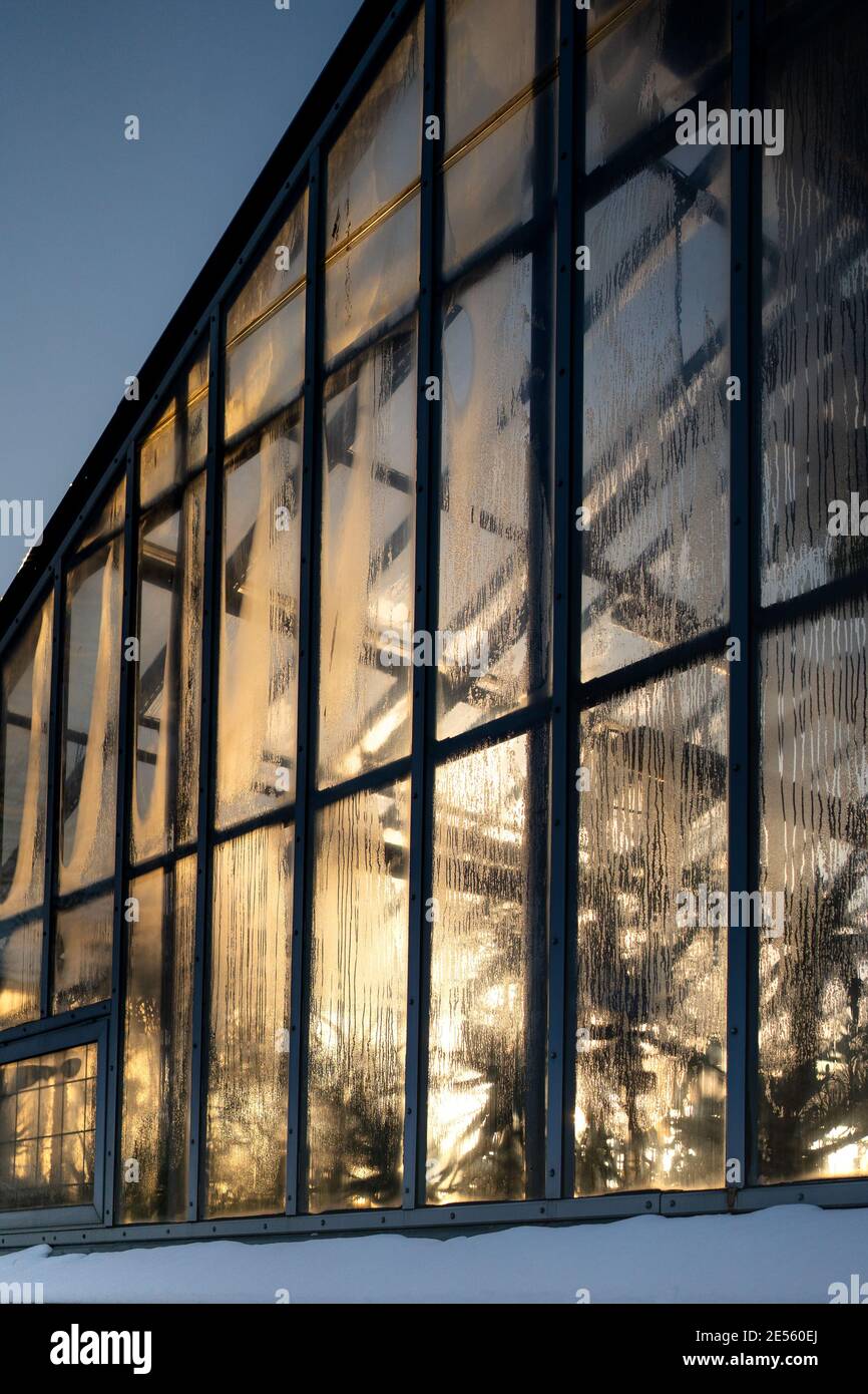 Serra tropicale in inverno gelo in giornata di sole. Giardino interno. Foto Stock