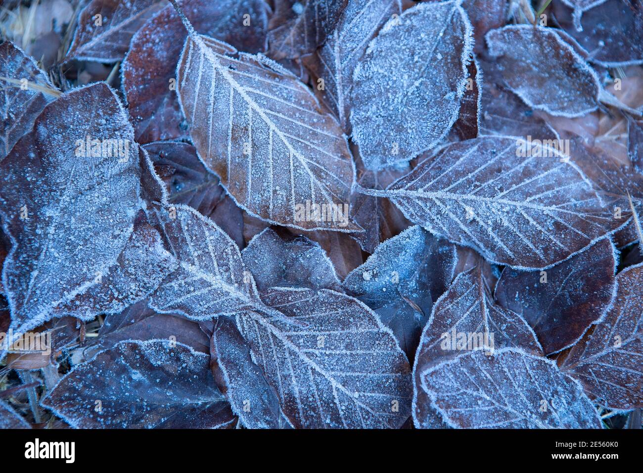Foglie d'autunno in primo gelo precoce. Sfondo invernale Foto Stock
